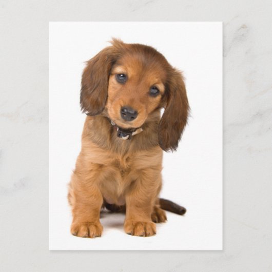 de hond briefkaart (Voorkant)