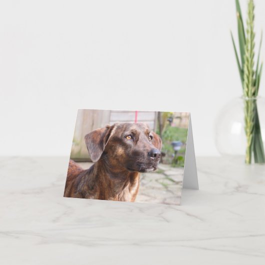 De Hond Brin Notecard van de Redding van Nowzad Kaart (Voorkant)