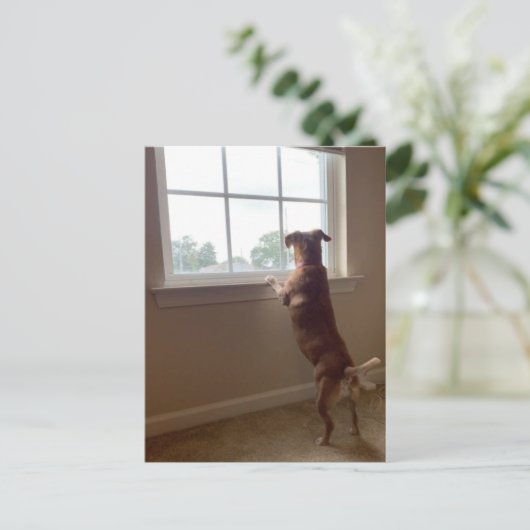 De hond die uit het Briefkaart van het Venster kij (Staand voorkant)