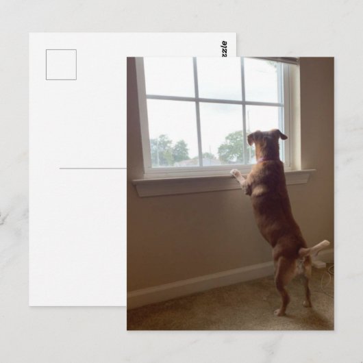 De hond die uit het Briefkaart van het Venster kij (Voorkant / Achterkant)
