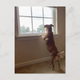 De hond die uit het Briefkaart van het Venster kij