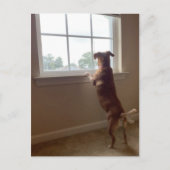 De hond die uit het Briefkaart van het Venster kij (Voorkant)