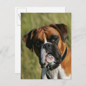 De Hond die van de bokser bij Camera staren Briefkaart (Voorkant / Achterkant)