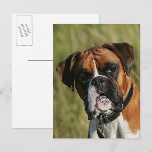 De Hond die van de bokser bij Camera staren Briefkaart (Voorkant / Achterkant)