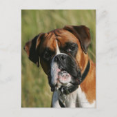 De Hond die van de bokser bij Camera staren Briefkaart (Voorkant)