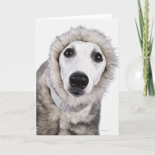 De hond die van de whippet bontjas, studioschot kaart (Voorkant)