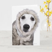 De hond die van de whippet bontjas, studioschot kaart (Gele Bloem)