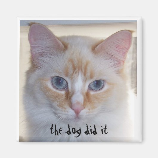 DE HOND HEEFT HET GEDAAN MAGNEET (Voorkant)