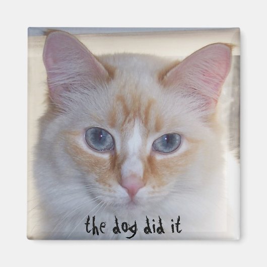 DE HOND HEEFT HET GEDAAN MAGNEET (Voorkant)