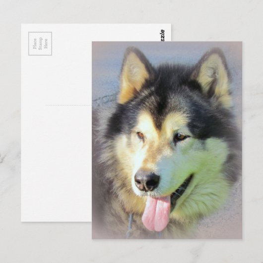 De Hond Malamute van Alaska Briefkaart (Voorkant / Achterkant)