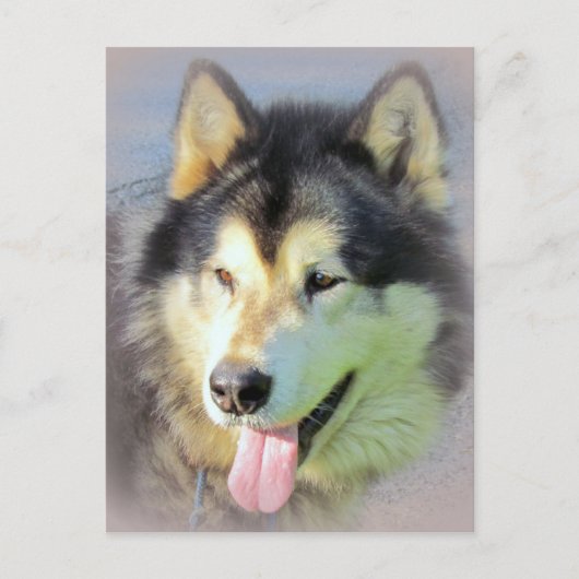 De Hond Malamute van Alaska Briefkaart (Voorkant)