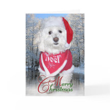De Hond van Bichon Frise van Kerstmis