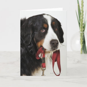 De Hond van de Berg van Bernese (Berner Kaart