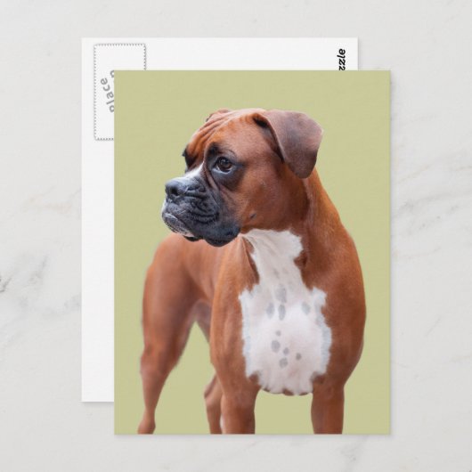 De hond van de bokser briefkaart (Voorkant / Achterkant)