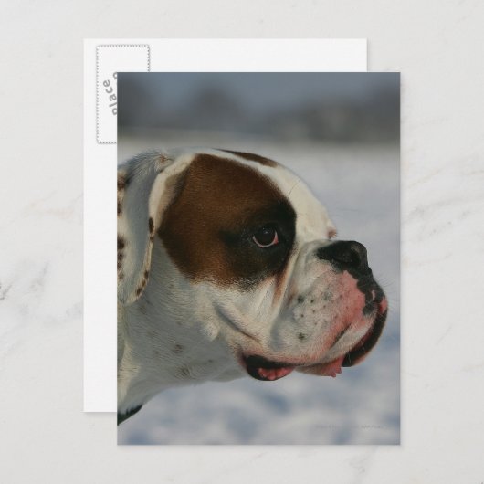 De Hond van de bokser in de Sneeuw Briefkaart (Voorkant / Achterkant)