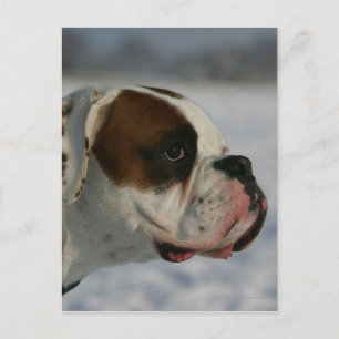 De Hond van de bokser in de Sneeuw Briefkaart