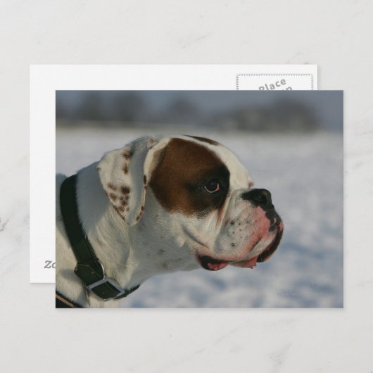 De Hond van de bokser in de Sneeuw Briefkaart (Voorkant / Achterkant)
