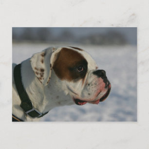 De Hond van de bokser in de Sneeuw Briefkaart
