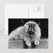 De Hond van de chow-chow op Zwart-witte Portiek, Briefkaart (Voorkant / Achterkant)