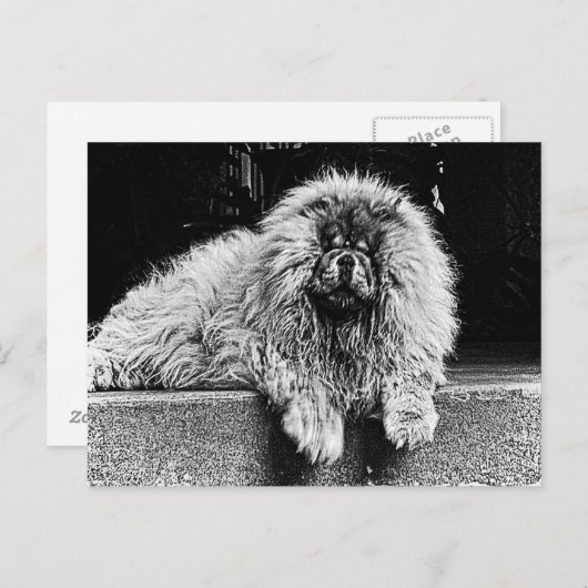 De Hond van de chow-chow op Zwart-witte Portiek, Briefkaart (Voorkant / Achterkant)