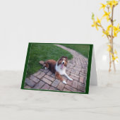 De Hond van de Schapen van Shetland of Sheltie Kaart (Gele Bloem)