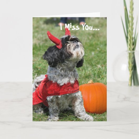 De hond van Halloween Shih Tzu Kaart (Voorkant)