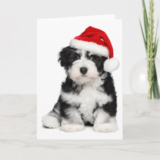 De Hond van het Puppy van Havanese van Kerstmis Feestdagen Kaart (Voorkant)