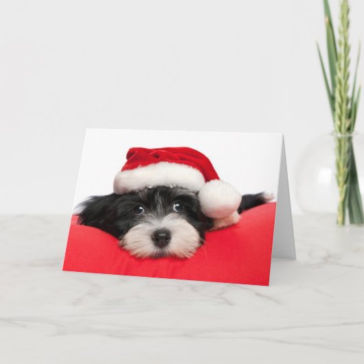 De Hond van het Puppy van Havanese van Kerstmis Feestdagen Kaart (Voorkant)