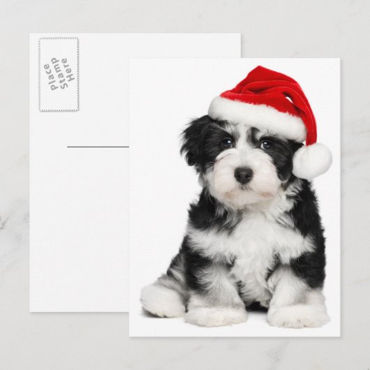 De Hond van het Puppy van Havanese van Kerstmis Feestdagenkaart (Voorkant / Achterkant)