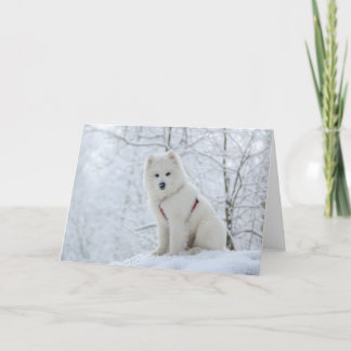 De hond van Samoyed Kaart
