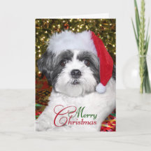 De Hond van Shih Tzu van Kerstmis