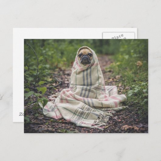 De hond voelt de kou briefkaart (Voorkant / Achterkant)