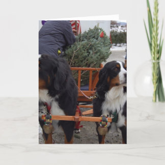 De Honden van de Berg van Bernese Feestdagen Kaart