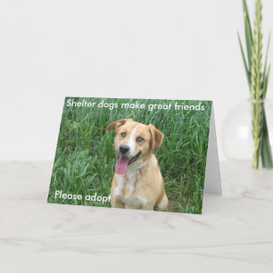 De honden van de schuilplaats maken grote vrienden kaart