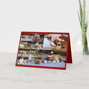 de honden van Laura Feestdagen Kaart