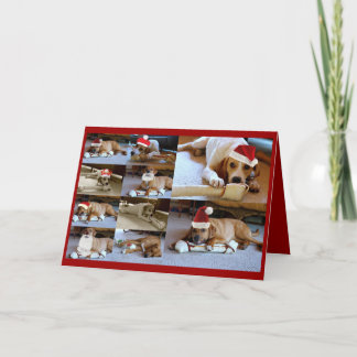 de honden van Laura Feestdagen Kaart