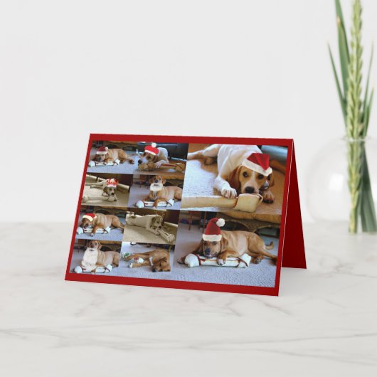 de honden van Laura Feestdagen Kaart (Voorkant)