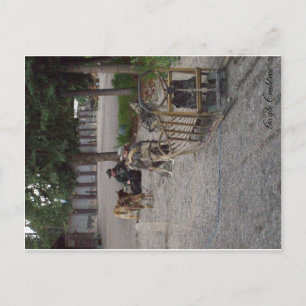 De hondteam van de slee in Denali, Alaska Briefkaart