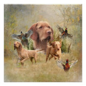 De Hongaarse Wirehaired Vizsla Perfect Poster (Voorkant)