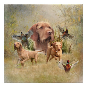 De Hongaarse Wirehaired Vizsla Perfect Poster