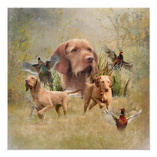 De Hongaarse Wirehaired Vizsla Perfect Poster (Voorkant)