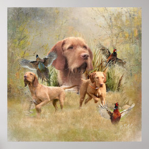 De Hongaarse Wirehaired Vizsla Poster
