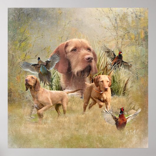 De Hongaarse Wirehaired Vizsla Poster (Voorkant)