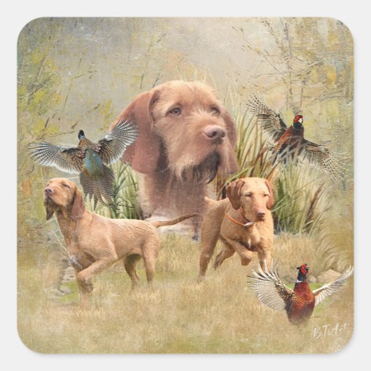 De Hongaarse Wirehaired Vizsla Vierkante Sticker (Voorkant)