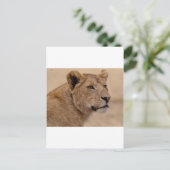 De hoofdclose-up van de leeuwin briefkaart (Staand voorkant)