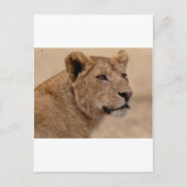 De hoofdclose-up van de leeuwin briefkaart (Voorkant)