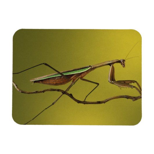 De hoofdplaats is Rochester Hills. Praying Mantis Magneet (Horizontaal)