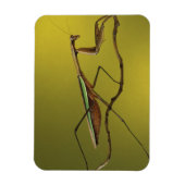 De hoofdplaats is Rochester Hills. Praying Mantis Magneet (Verticaal)