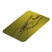 De hoofdplaats is Rochester Hills. Praying Mantis Magneet (Linkerzijde)