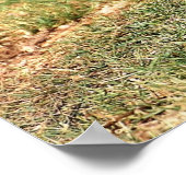 De Hoopoe, Israëlische nationale vogel, foto-poste Poster (Hoek)